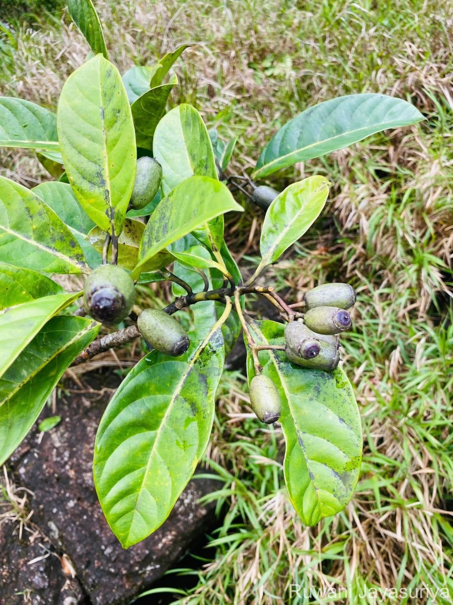Mastixia arborea subsp. macrophylla (Thwaites) K.M.Matthew